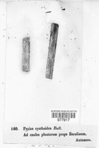 Cyathicula cyathoidea image